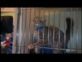 News video: Authorities rescue more than 100 animals